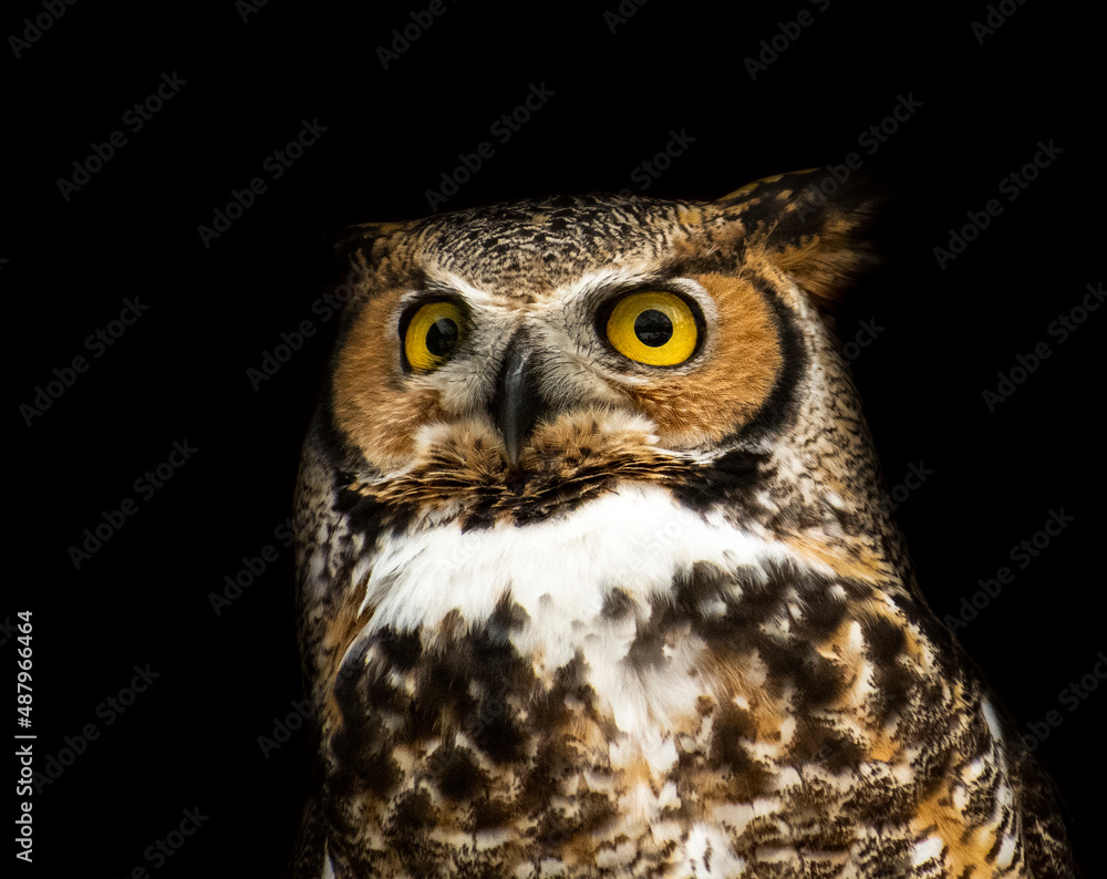 owl portrait against black background