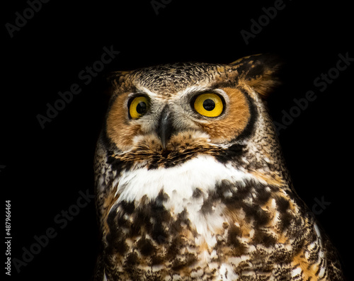owl portrait against black background