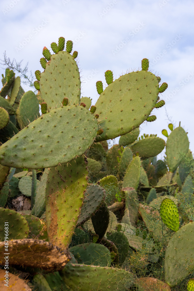Cactus and cactus fruit (sabra) in Israe Cactus and cactus fruit (sabra) in Israe