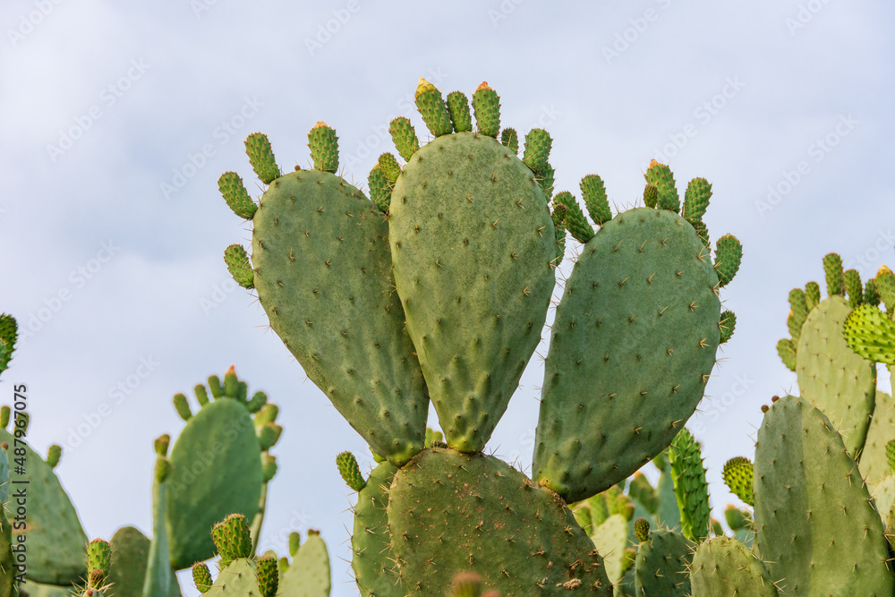 Cactus and cactus fruit (sabra) in Israe Cactus and cactus fruit (sabra) in Israe
