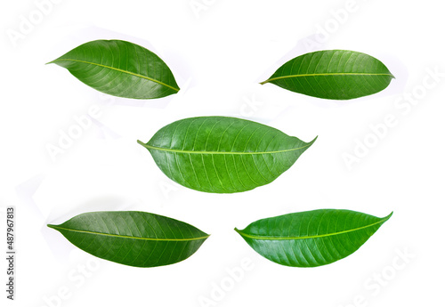 mango leaves on a white background.