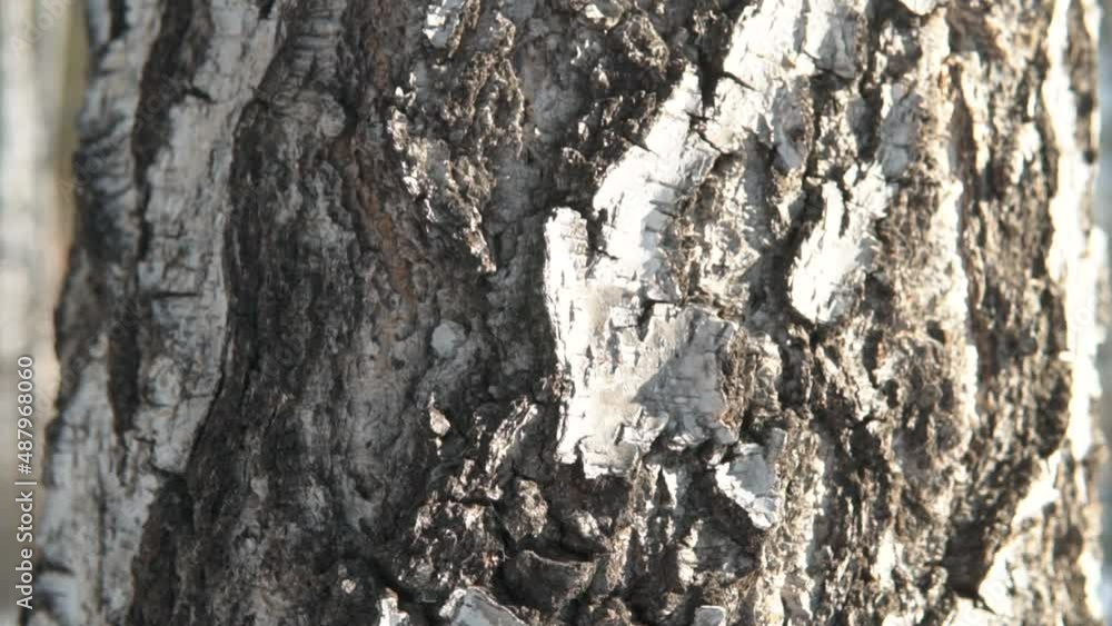 Birch bark on tree trunk in the forest. White and black pattern texture in a woodland. Close up zoom out. Birch bark on tree trunk in the forest. White and black pattern texture in a woodland. Close up zoom out.