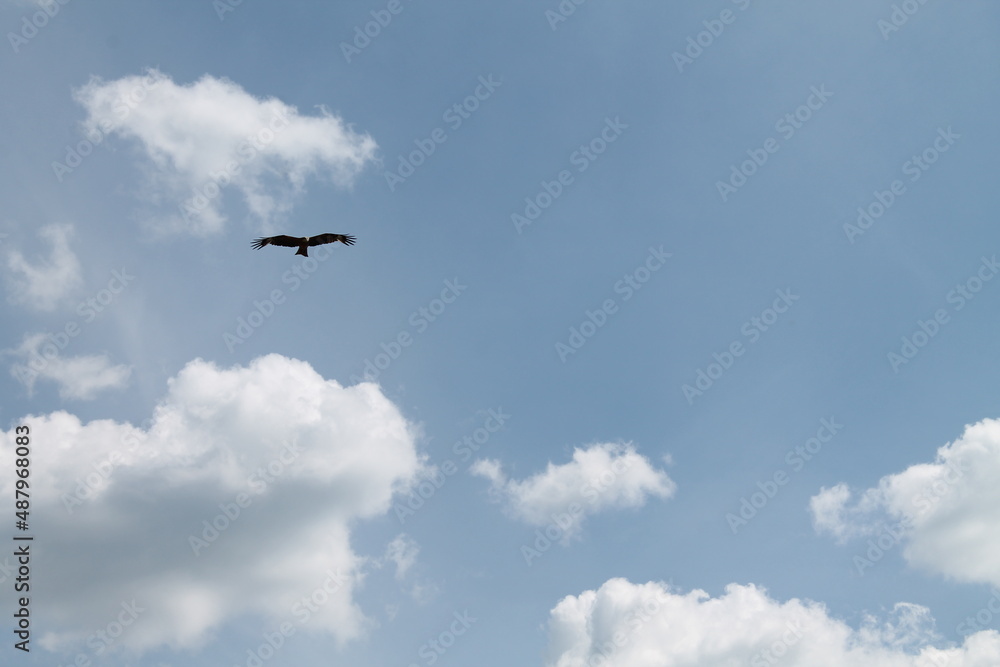 bird flying in the sky