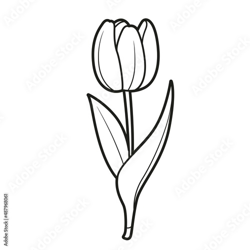 Tulip half closed flower coloring book linear drawing isolated on white background