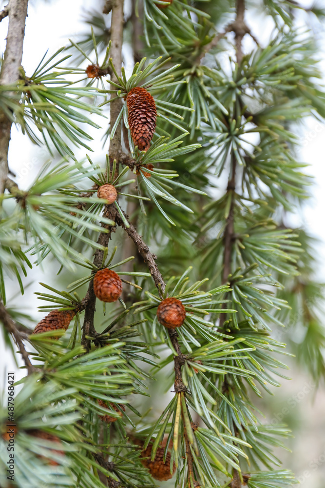 Green pine tree branches with cones on winter day Green pine tree branches with cones on winter day