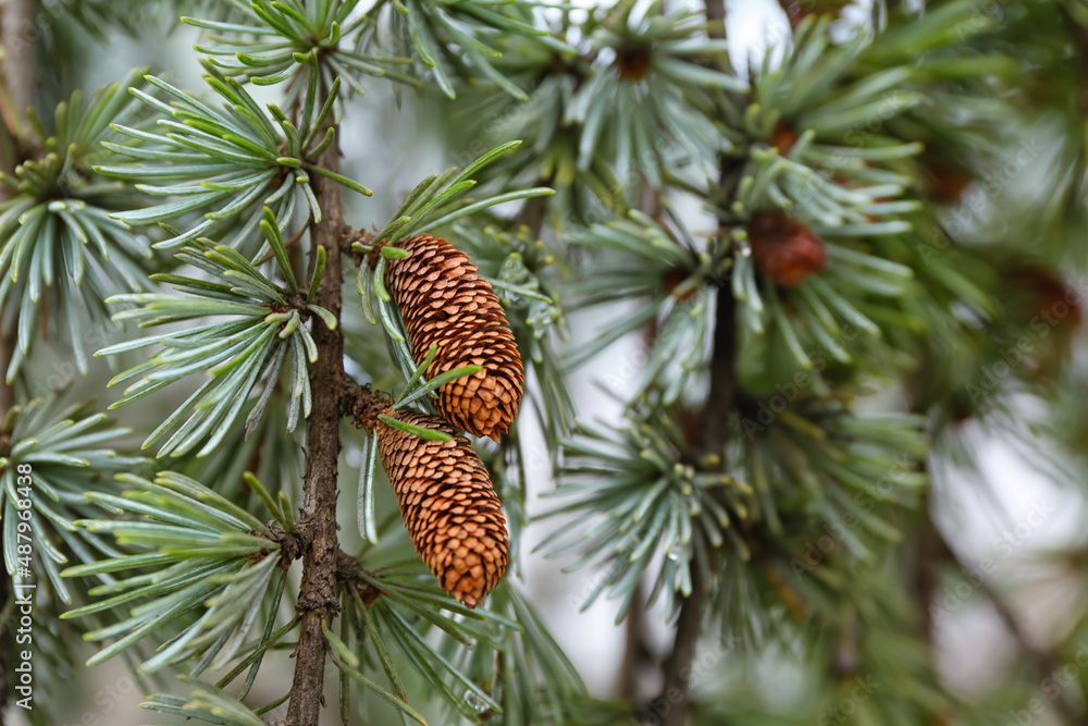 Green pine tree branches with cones on winter day, closeup Green pine tree branches with cones on winter day, closeup