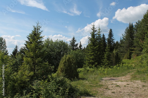 Wallpaper Mural forest in the mountains Torontodigital.ca