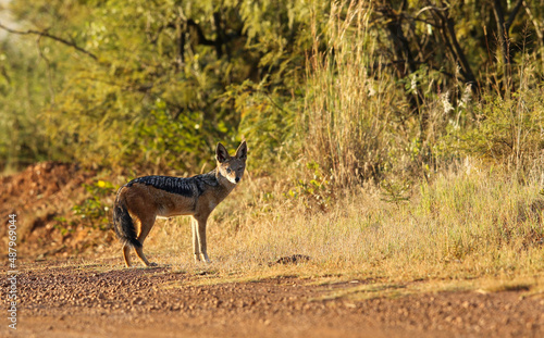 Black-backed Jackal  Pilanesberg National Park