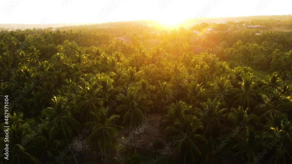 Bright golden sunset over dense palm tree forest in Vietnam, aerial fly forward view Bright golden sunset over dense palm tree forest in Vietnam, aerial fly forward view