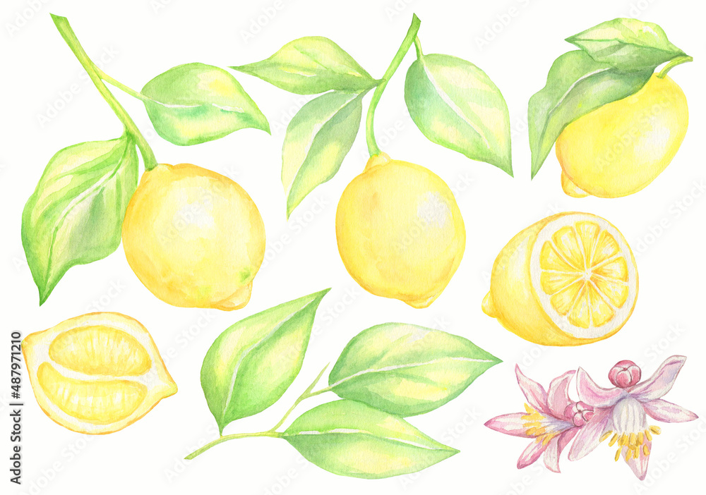 Hand painted watercolor lemon set.Lemon,lemon leaves,lemon flower,half a lemon.Isolated on white background.