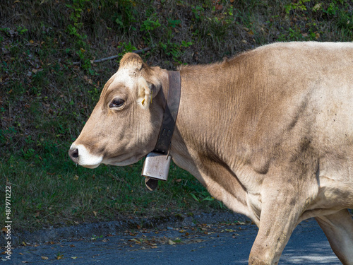 Half-length female cow walking sideways. Brown cow.