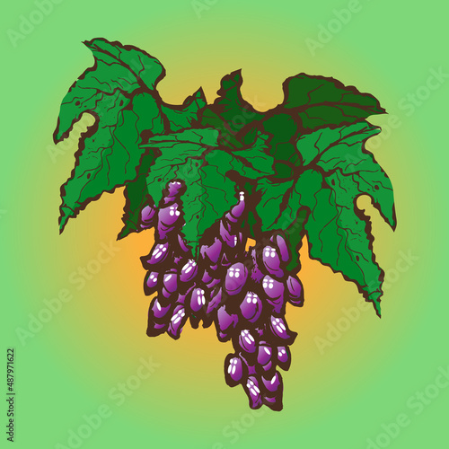 Ripe bunch of grapes with large green leaves. Sketch. Vector illustration