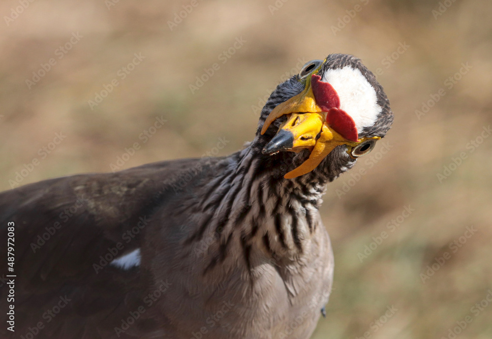 Fototapeta premium African Wattled Lapwing, South Africa