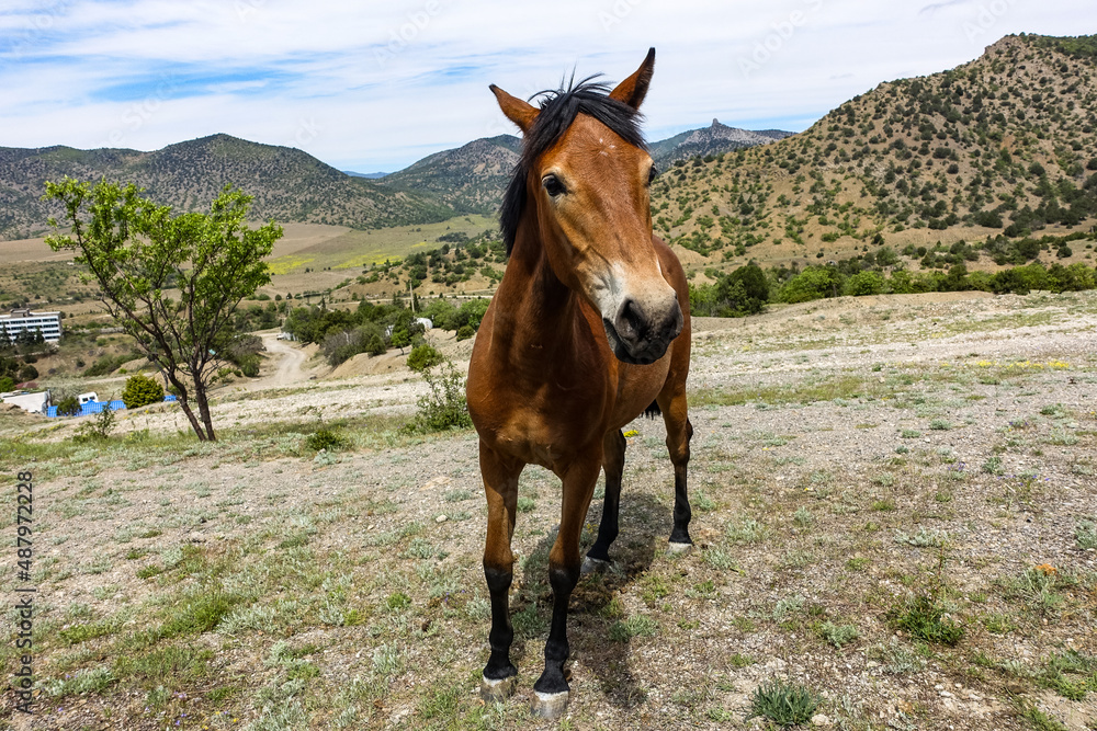 A beautiful young horse near the Kara-Dag mountain. Crimea. Russia 2021
