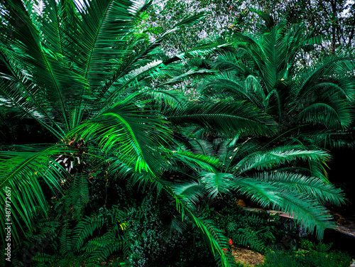 beautiful background of tropical green leaves