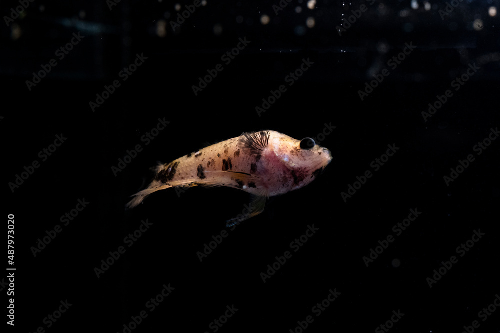 Obraz premium betta fish splenders plackat female melano color with black dots