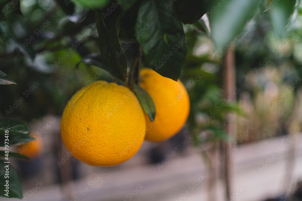 Enfoque selectivo de unas naranjas colgando del árbol Enfoque selectivo de unas naranjas colgando del árbol