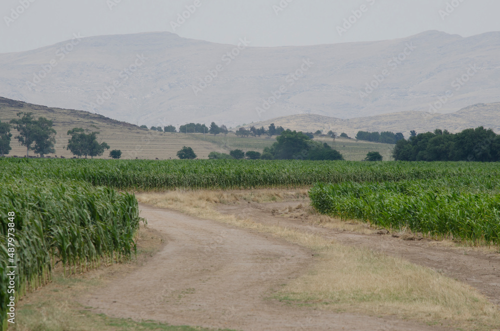Obraz premium entrance of a corn field, Argentine agriculture