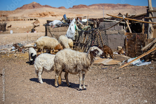 Bedouin settlement in the Sinai desert, goats in the house yard, Egypt