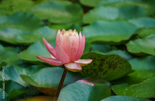 Magic big bright pink water lily or lotus flower Perry s Orange Sunset in pond. Beautiful Nymphaea rises above spotted leaves in water. Flower landscape for nature wallpaper