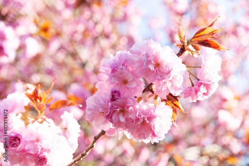 公園の八重桜 © tomiyama