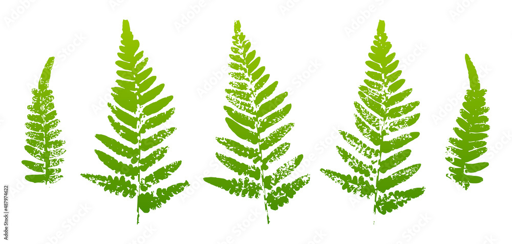 Set of fern leaves paint prints isolated on white background 2