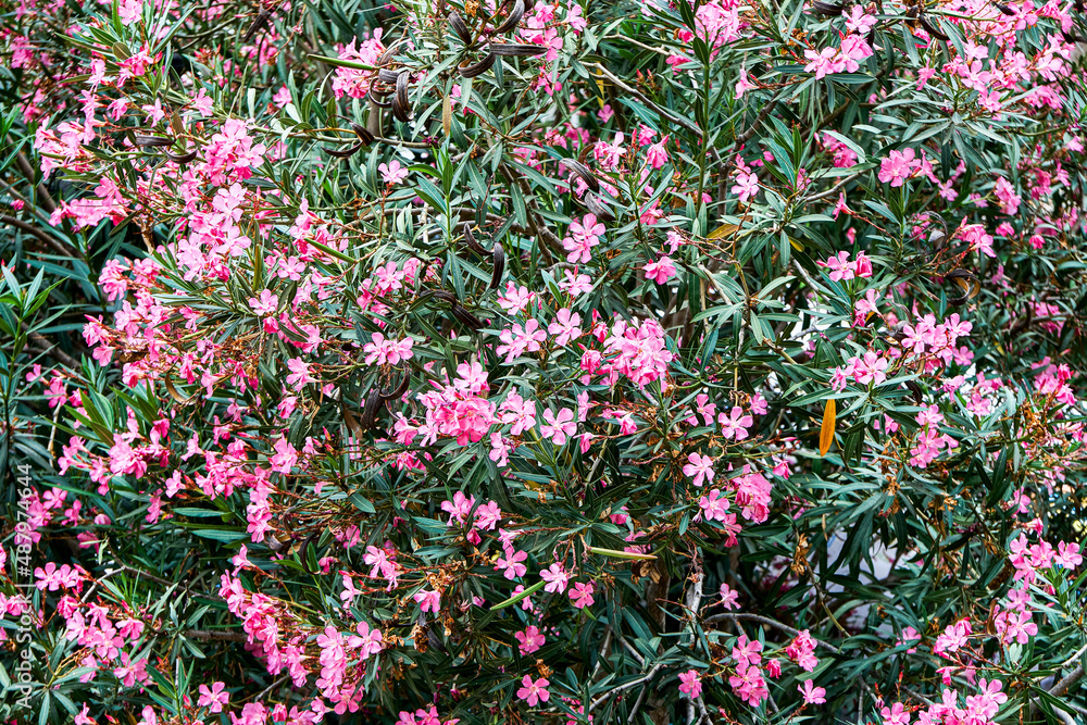 Fototapeta premium Green oleander bush with pointy leaves blooms with bright pink flowers in park. Exotic tropical garden with flowers blossoming at sunlight