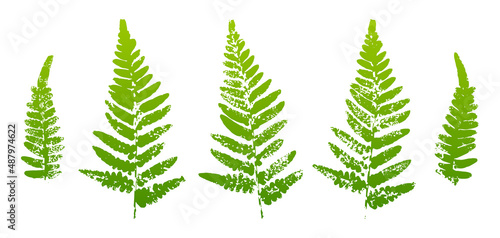 Set of fern leaves paint prints isolated on white background 2