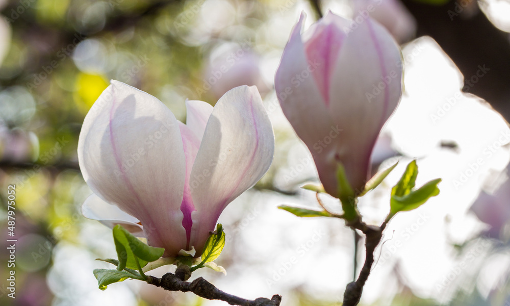 Fototapeta premium Magnolia bloom in the garden. Spring background