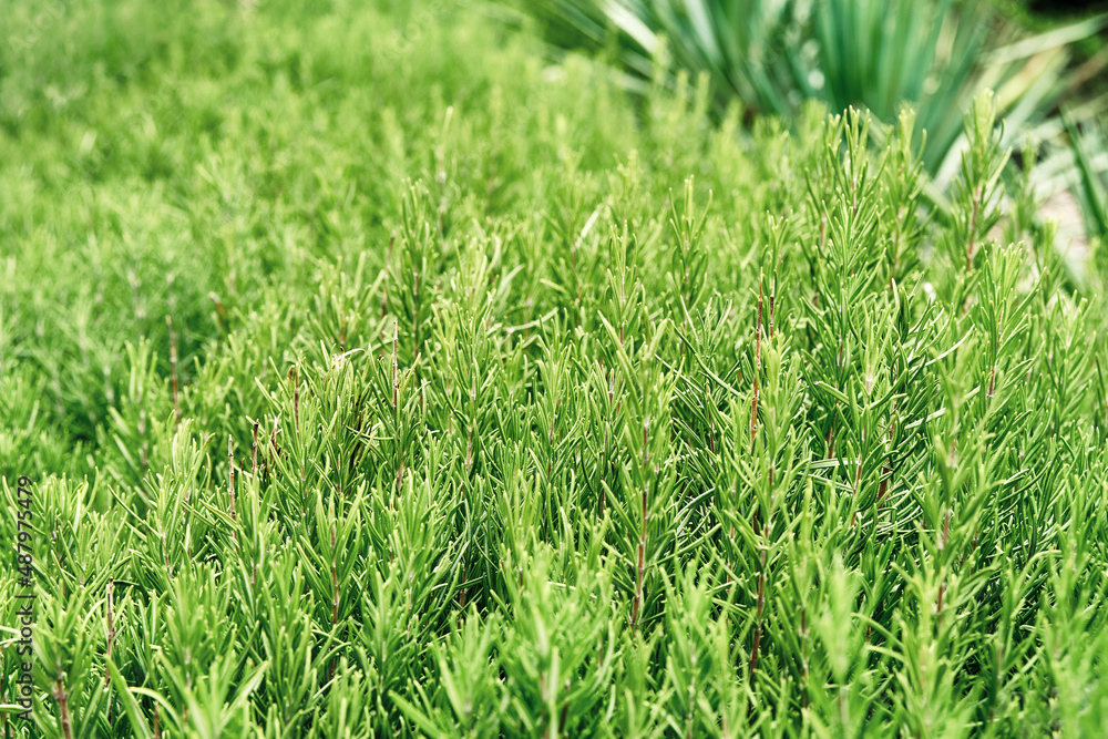 Bunches of vivid rosemary growing on lawn near plants of private garden. Yard illuminated by bright sunlight with greenery growing in pots closeup Bunches of vivid rosemary growing on lawn near plants of private garden. Yard illuminated by bright sunlight with greenery growing in pots closeup