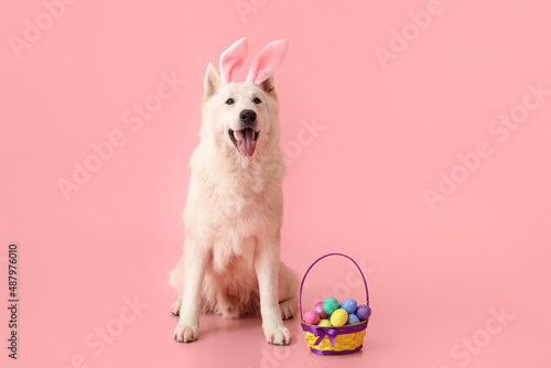 Funny white dog in bunny ea...