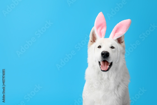 Funny white dog in bunny ears on blue background