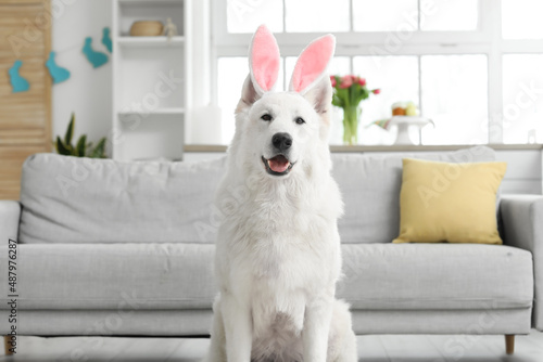 Funny white dog in bunny ea...
