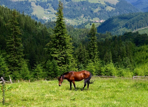 Red (bay) horse is grazing high in green mountains. A beautiful and well-groomed horse on the meadow. Picturesque summer mountain landscape with Spruce (Picea abies) forest in the Eastern Carpathians