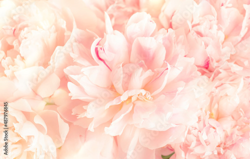 Gorgeous delicate pink peonies  blooming tender natural background  lovely spring composition