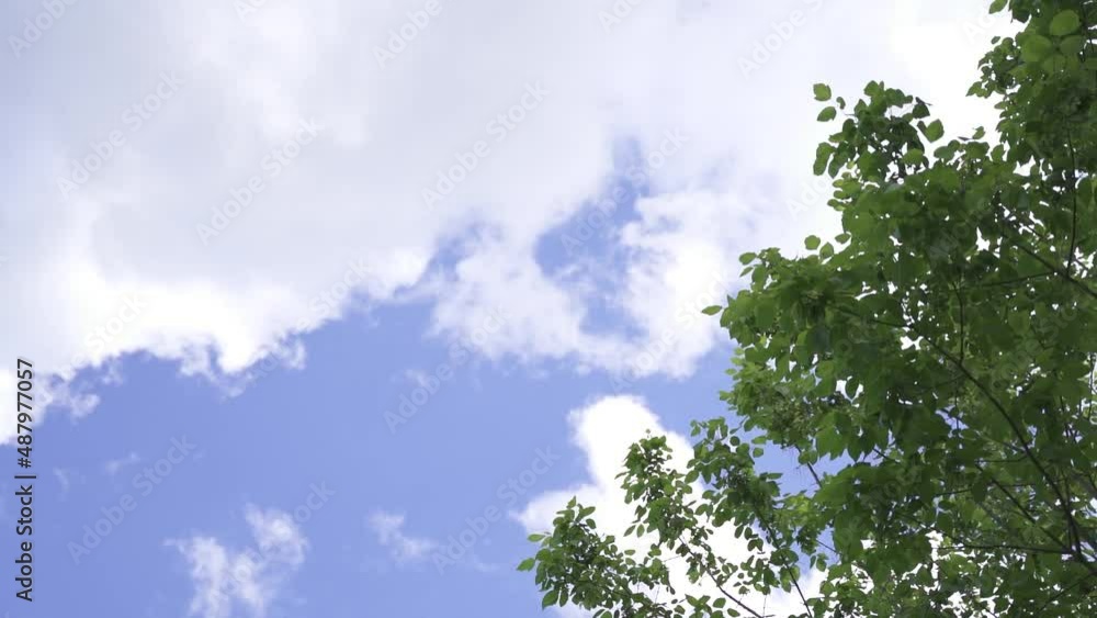 Looking up trees blowing in the wind with blue sky. Azure sky and bright cloud in daytime is beautiful. Branch of tree is beautiful bright green leaf and It is refresh for looking on summer time Looking up trees blowing in the wind with blue sky. Azure sky and bright cloud in daytime is beautiful. Branch of tree is beautiful bright green leaf and It is refresh for looking on summer time