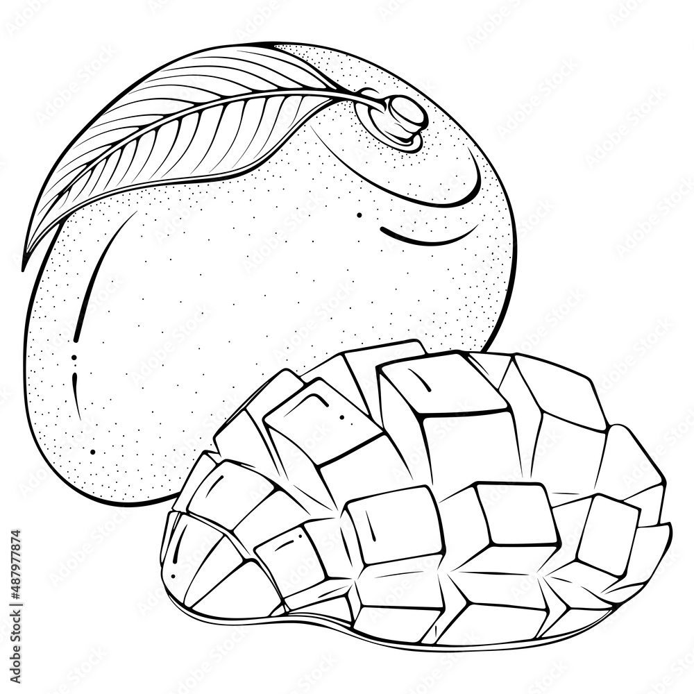 Mango Fruit Sketch Vector Illustration Hand Drawn Mango Sketch Isolated  Stock Vector by ©surreal66 448268802