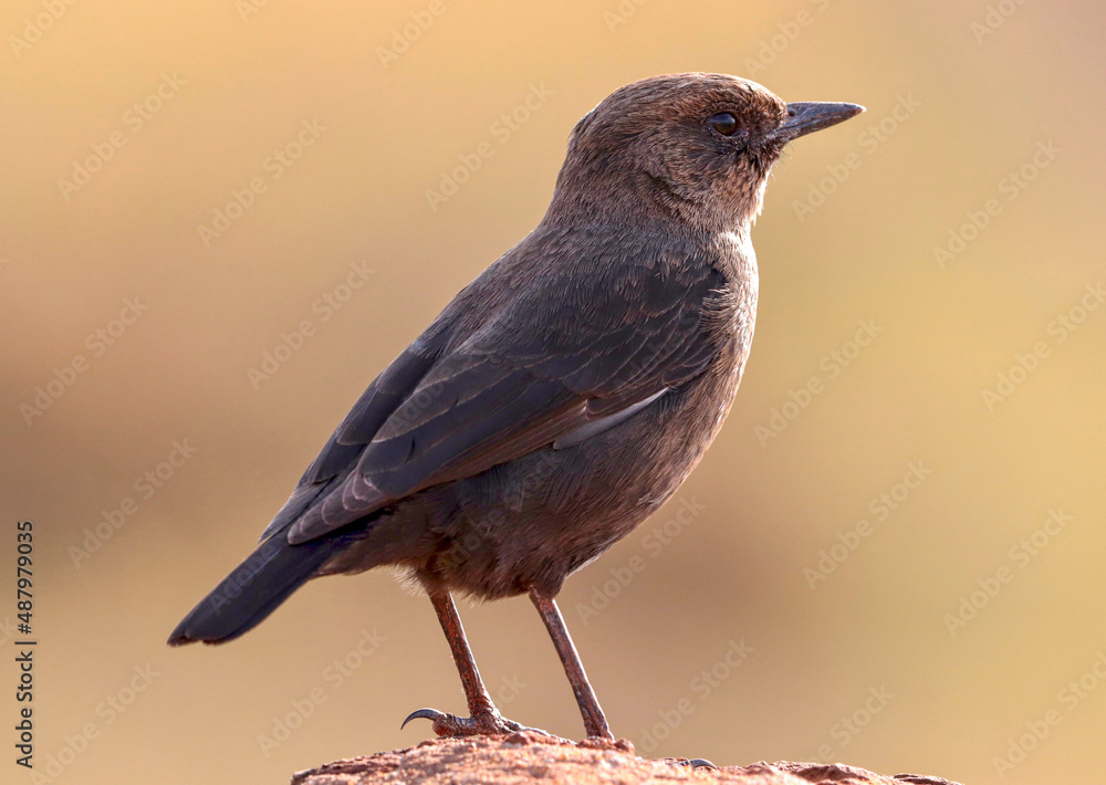 Ant-eating Chat Ant-eating Chat