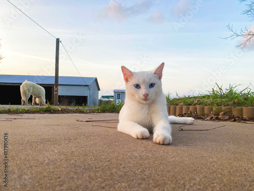 Closeup white farm cat laying looking directly at camera with farm, white dog and blue sky background
