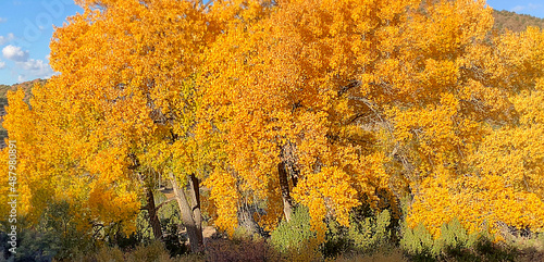 Large full frame shot of trees with vibrant yellow leaves in a mountainous area of sunny New Mexico with blue sky in background