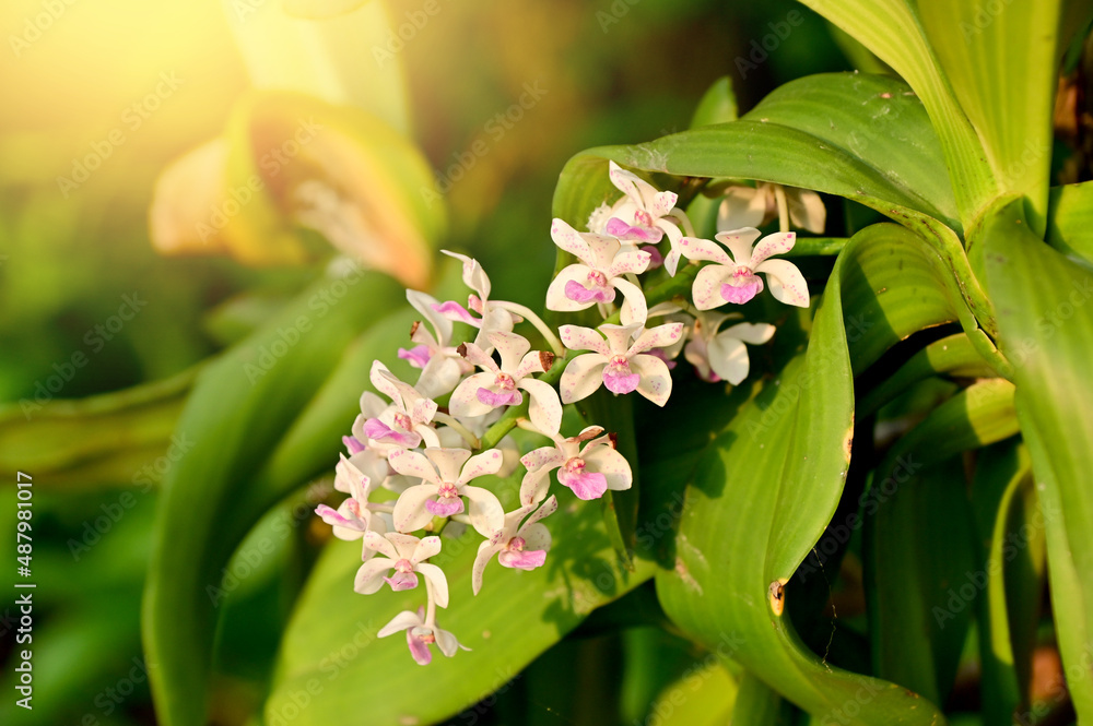 custom made wallpaper toronto digitalCloseup of Purple and white beautiful orchid flowers with natural background in the garden at Thailand. 