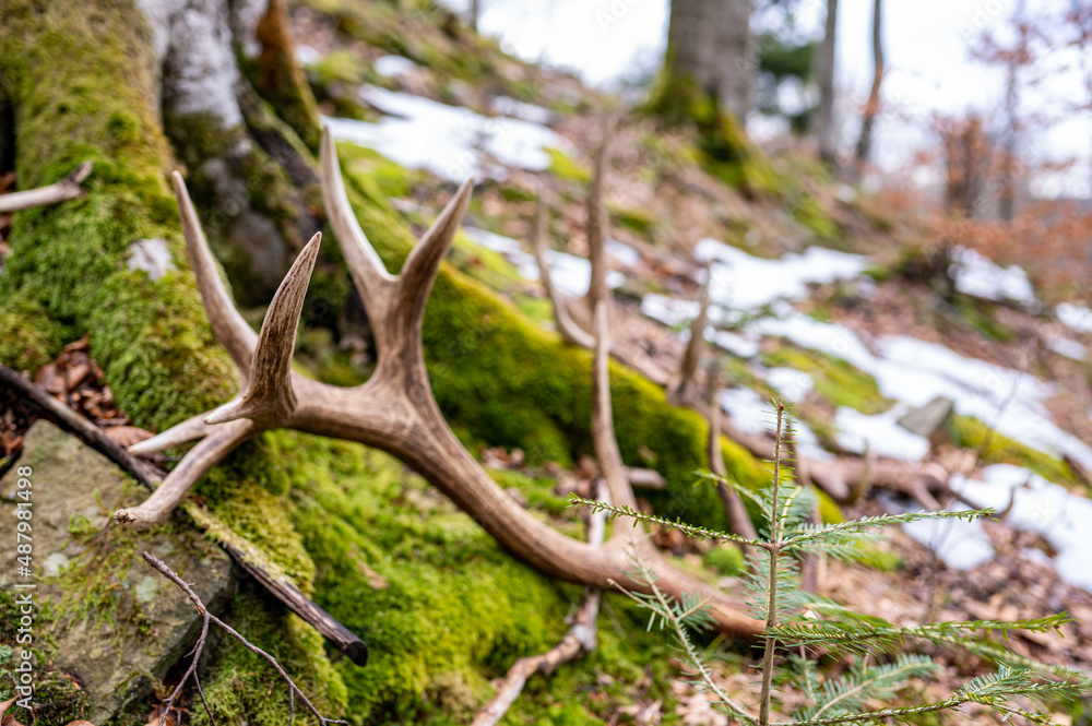 A set of huge Red Deer antler sheds. Beautiful natural background. Bieszczady Mountains, Carpathians, Poland. A set of huge Red Deer antler sheds. Beautiful natural background. Bieszczady Mountains, Carpathians, Poland.