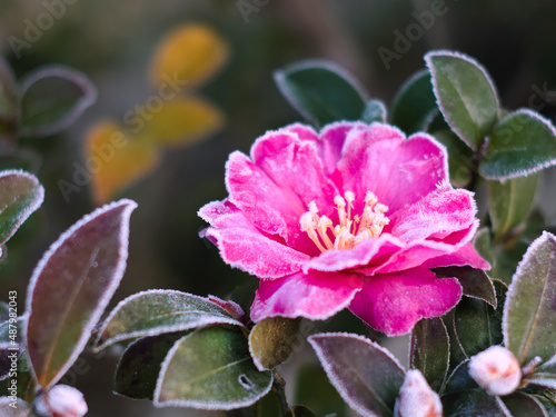 霜が降りた朝の山茶花