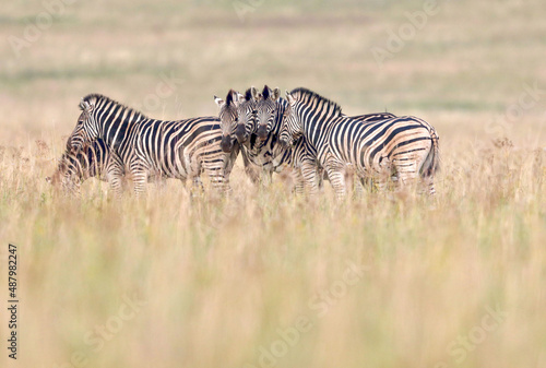 Plains Zebra  Pilanesberg National Park