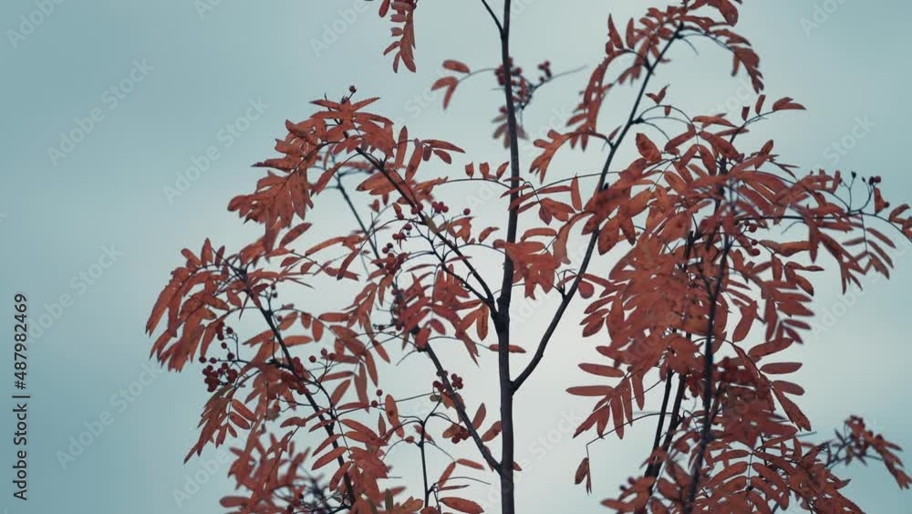A close-up of the rowan tree against the grey sky. Bright berries and colorful leaves on the delicate branches. Slow-motion. A close-up of the rowan tree against the grey sky. Bright berries and colorful leaves on the delicate branches. Slow-motion.