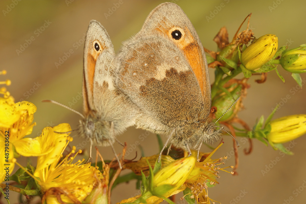 Obraz premium Closeup on a copulation of the Small Heath, Coenonympha pamphilus on yellow flowers
