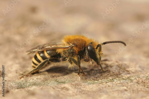 Closeup on a Heather colletes succinctus, male solitary bee sitting on wood © Henk