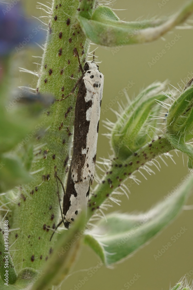Naklejka premium Closeup on a copulation of the rare Viper's Bugloss moth, Ethmia bipunctella, on it's host plant , Echium vulgare