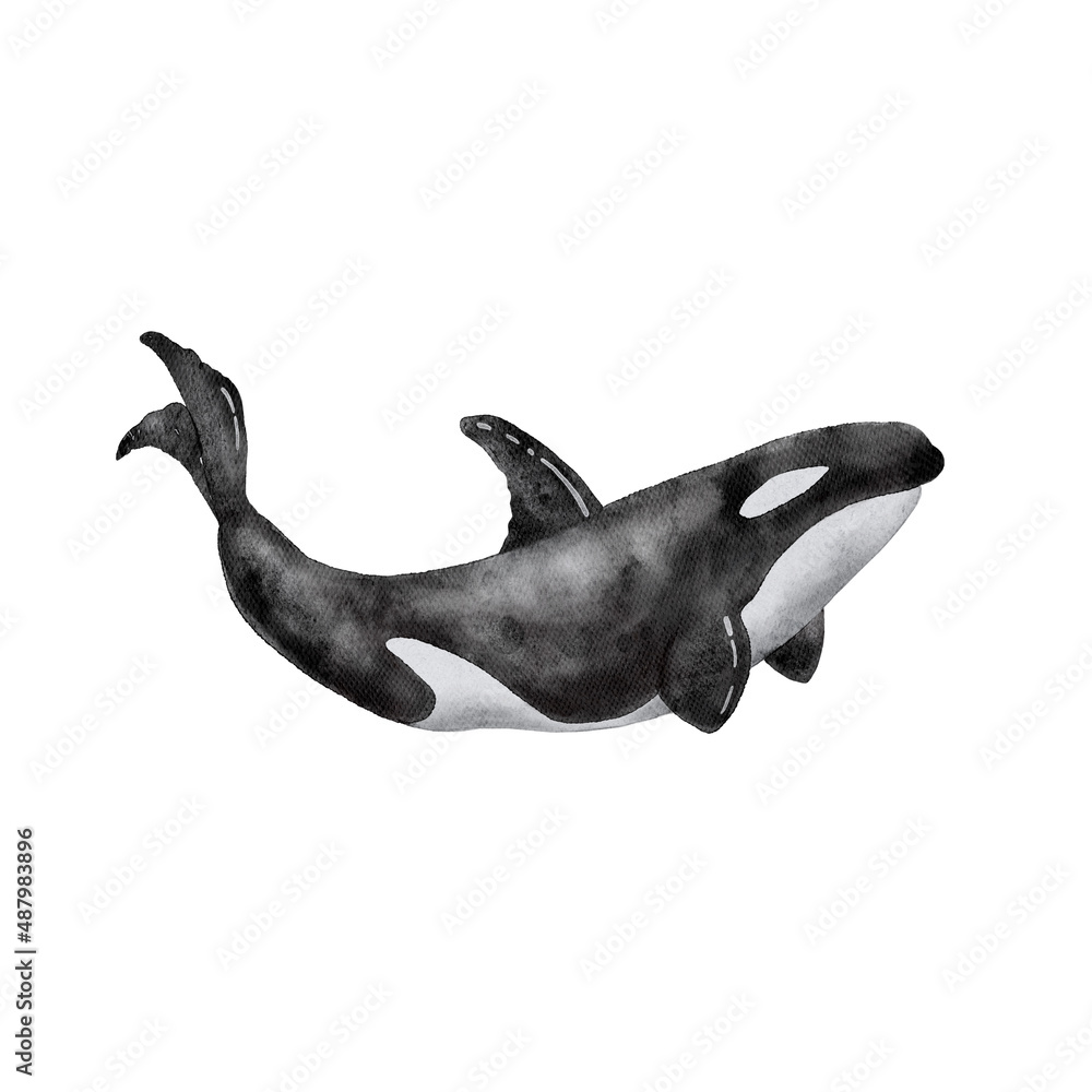 Obraz premium Watercolor illustration of a large black killer whale. hand painted on a white background.