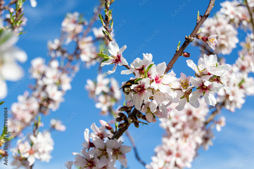 Bumblebee in the flowers of the Quinta de los Molinos park in Madrid in full spring bloom of almond and cherry trees with white and pink flowers on a clear day, in Spain. Europe. Horizontal photograph